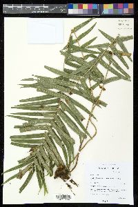 Pteris vittata image