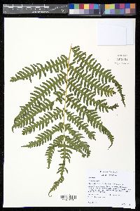 Pteris tripartita image