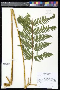 Pteris tripartita image