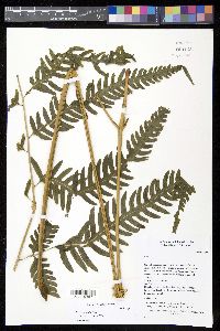 Pteris tripartita image