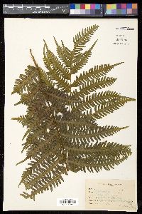 Pteris tripartita image