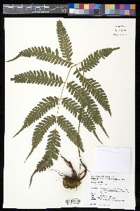 Pteris argyraea image