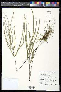 Pteris actiniopteroides image