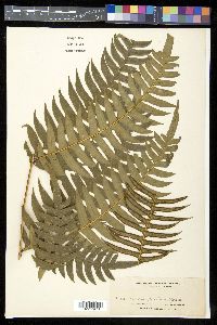 Pteris excelsa image