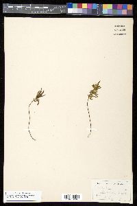 Doryopteris decora image