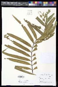 Pteris papuana image