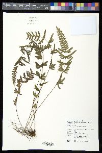 Pteris semipinnata image