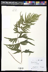 Pteris semipinnata image