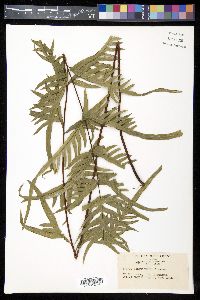 Pteris semipinnata image