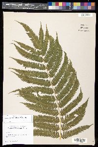 Pteris wallichiana image