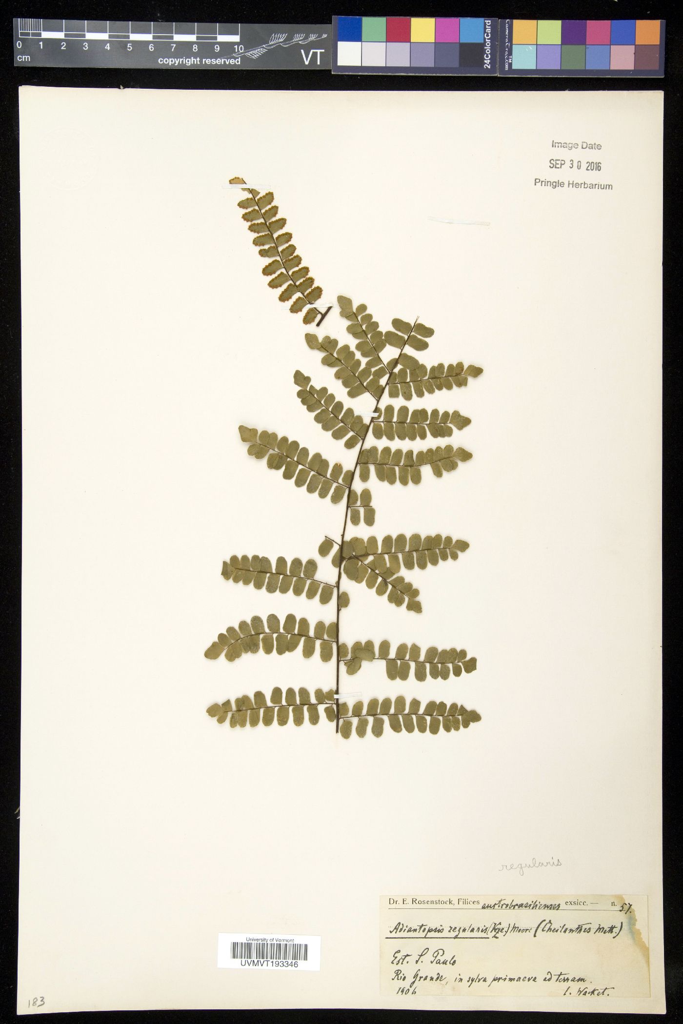 Adiantopsis regularis image
