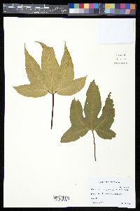 Bommeria elegans image