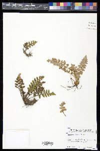 Astrolepis laevis image