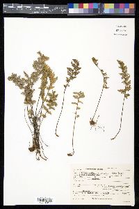 Myriopteris rufa image