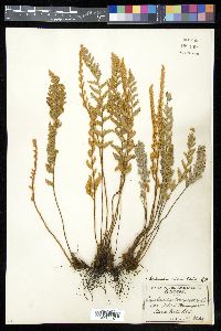 Myriopteris rufa image