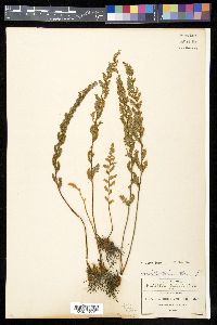 Myriopteris rufa image