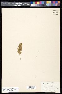 Myriopteris rufa image