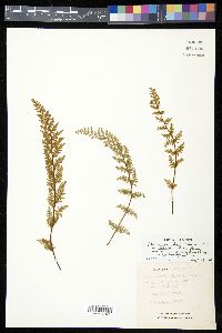 Myriopteris rufa image