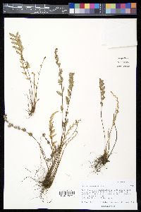 Myriopteris rufa image