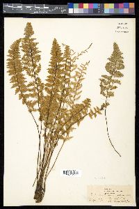 Myriopteris rufa image
