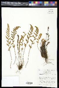 Myriopteris rufa image