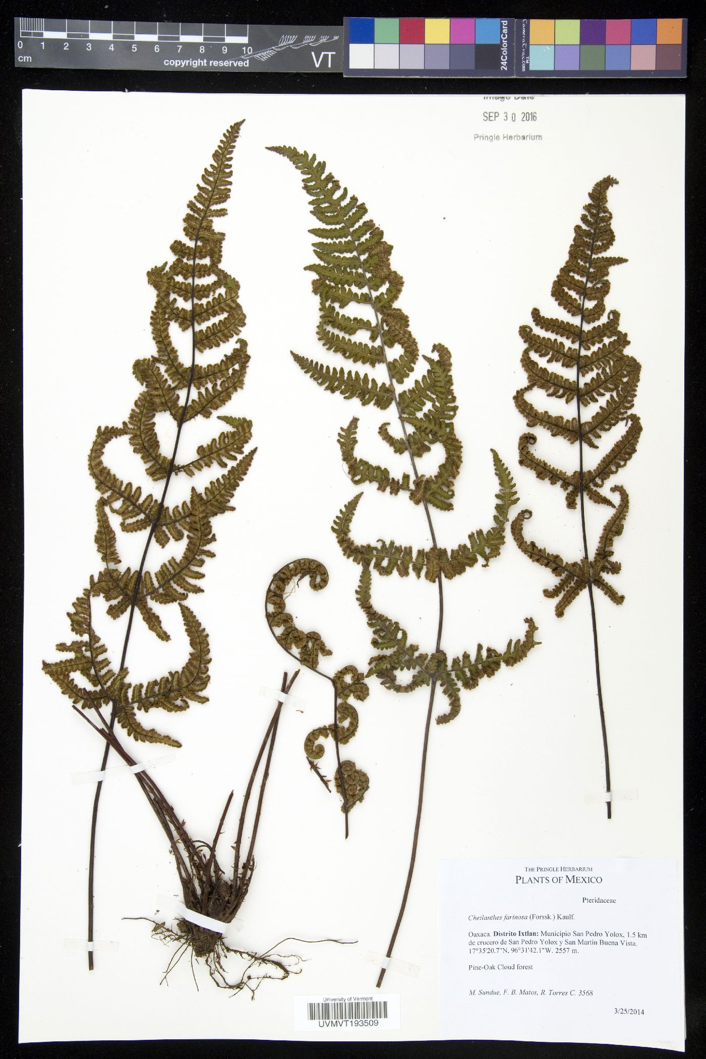 Aleuritopteris farinosa image