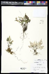 Aleuritopteris farinosa image