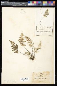 Aleuritopteris farinosa image