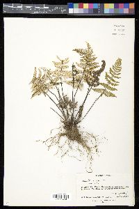 Aleuritopteris farinosa image