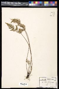Aleuritopteris farinosa image
