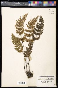 Aleuritopteris farinosa image