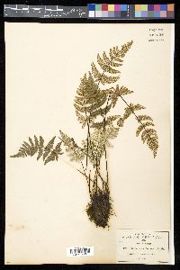 Aleuritopteris farinosa image