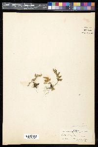 Myriopteris gracilis image