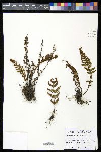 Notholaena galeottii image