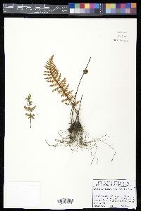 Notholaena galeottii image