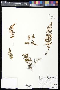 Notholaena galeottii image