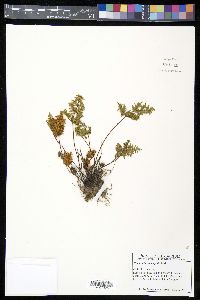 Cheilanthes leucopoda image