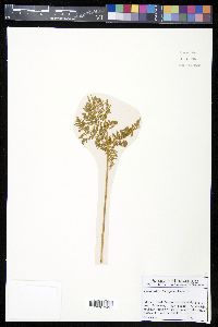 Cheilanthes leucopoda image