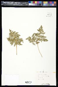Cheilanthes leucopoda image