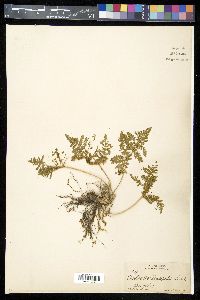 Cheilanthes leucopoda image