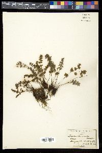 Myriopteris viscida image