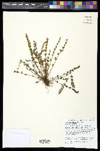 Cheilanthes distans image