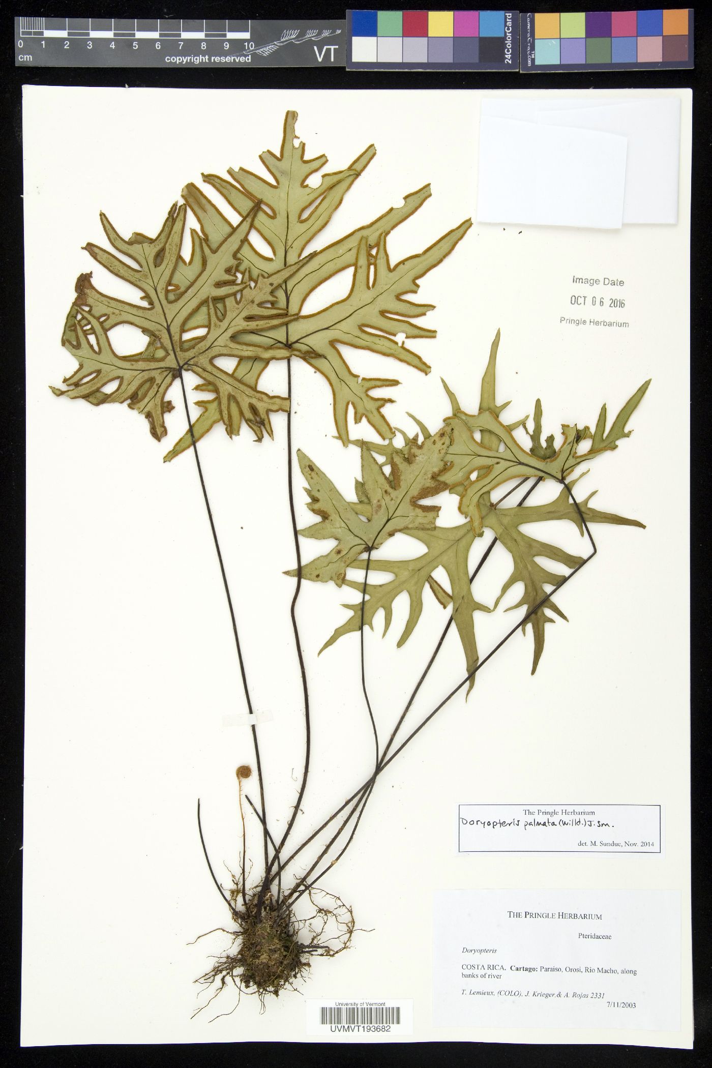 Doryopteris palmata image