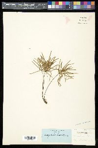 Doryopteris decora image