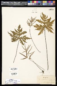 Doryopteris decipiens image