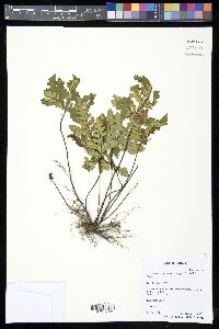 Doryopteris concolor image