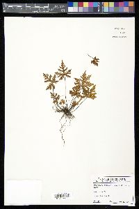 Doryopteris concolor image