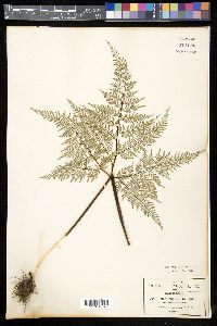 Gaga cuneata image