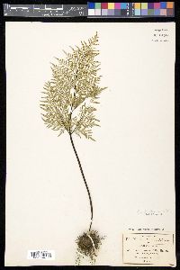 Gaga angustifolia image