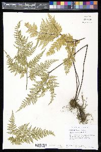 Gaga cuneata image